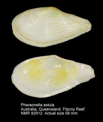 Pharaonella astula.jpg - Pharaonella astula (Hedley,1917)